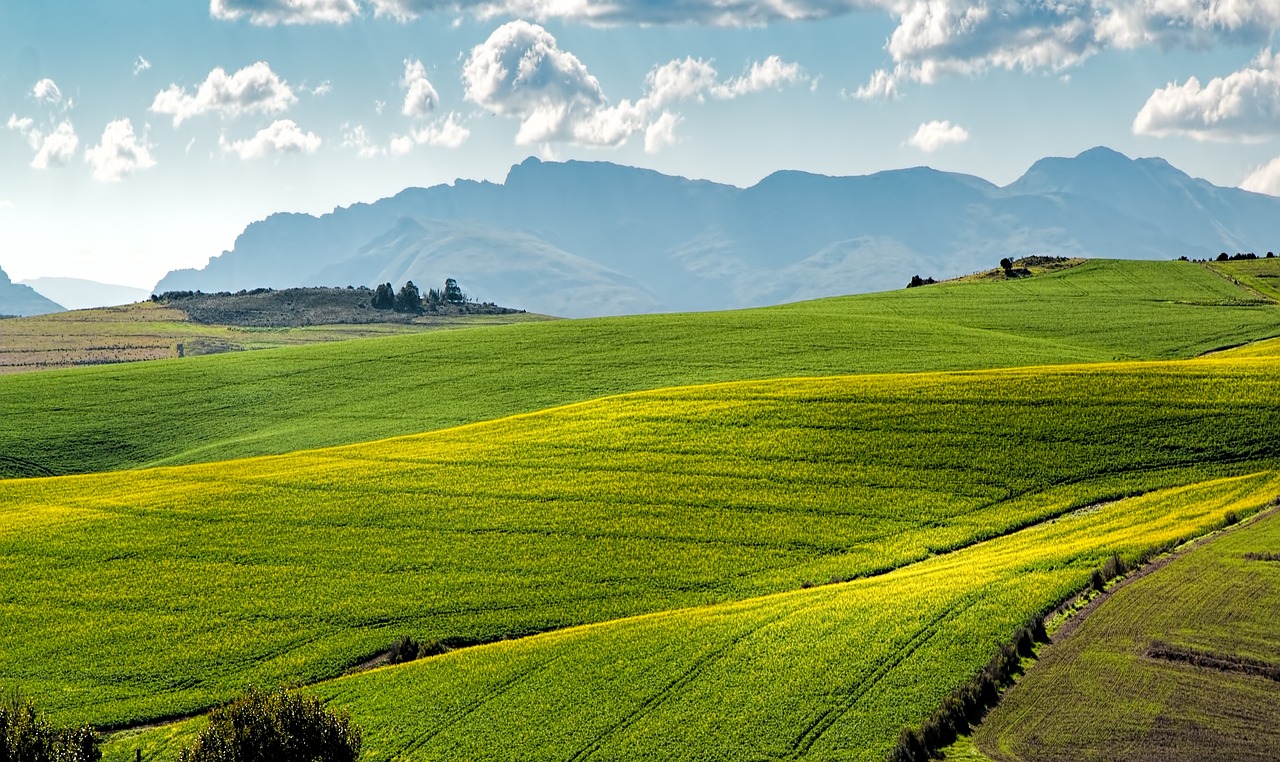 https://www.going-link.com/canola-fields-1911392_1280.jpg